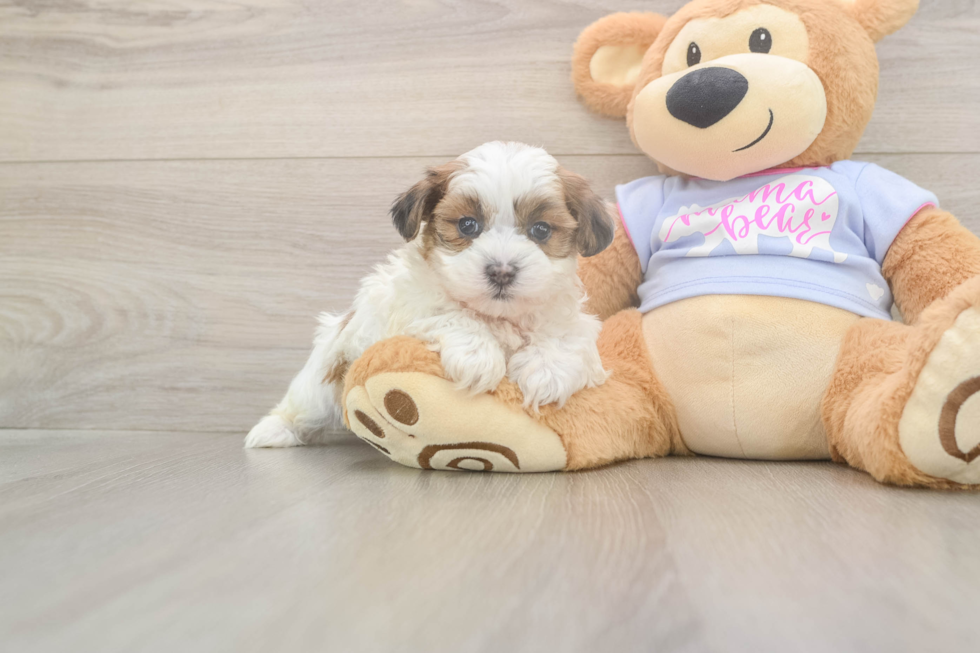 Meet Marty - our Teddy Bear Puppy Photo  1/3 - Premier Pups Friendly Teddy Bear Baby
