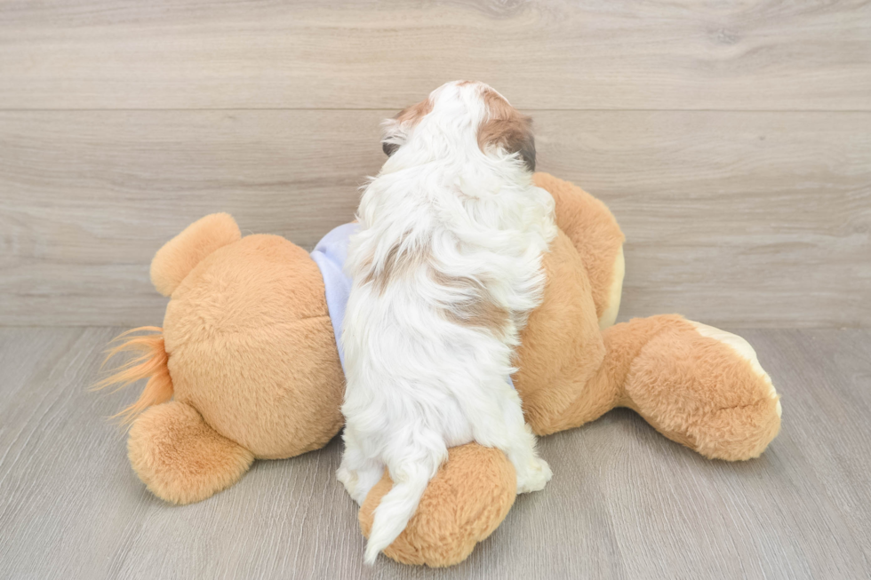 Meet Marty - our Teddy Bear Puppy Photo  3/3 - Premier Pups Best Teddy Bear Baby