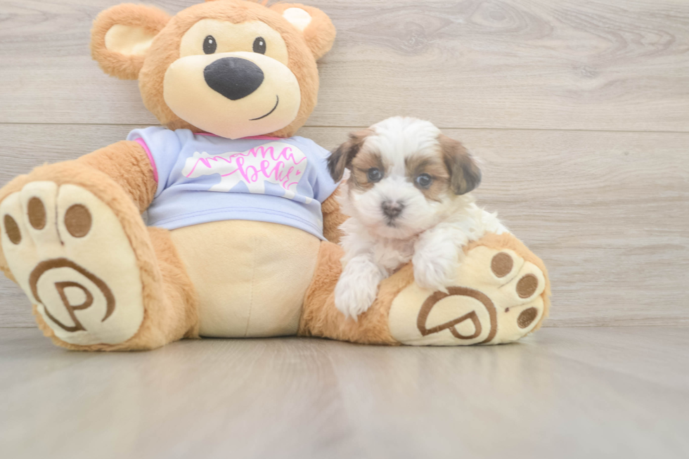 Meet Marty - our Teddy Bear Puppy Photo  2/3 - Premier Pups Teddy Bear Puppy for Adoption