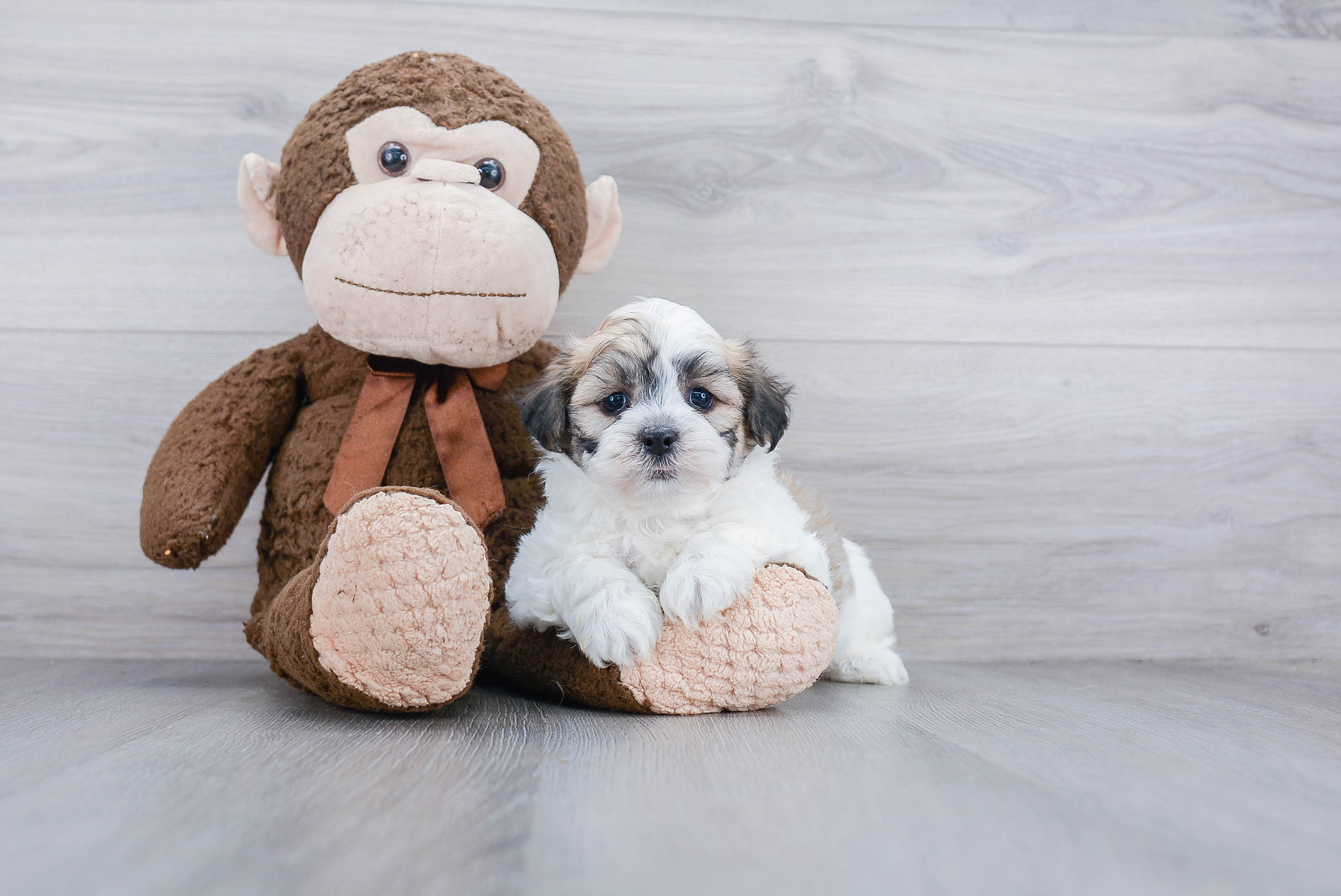 Friendly Teddy Bear Baby