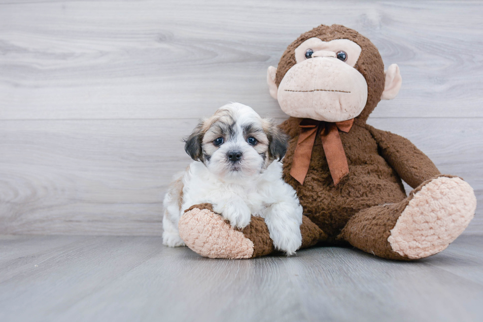 Teddy Bear Pup Being Cute