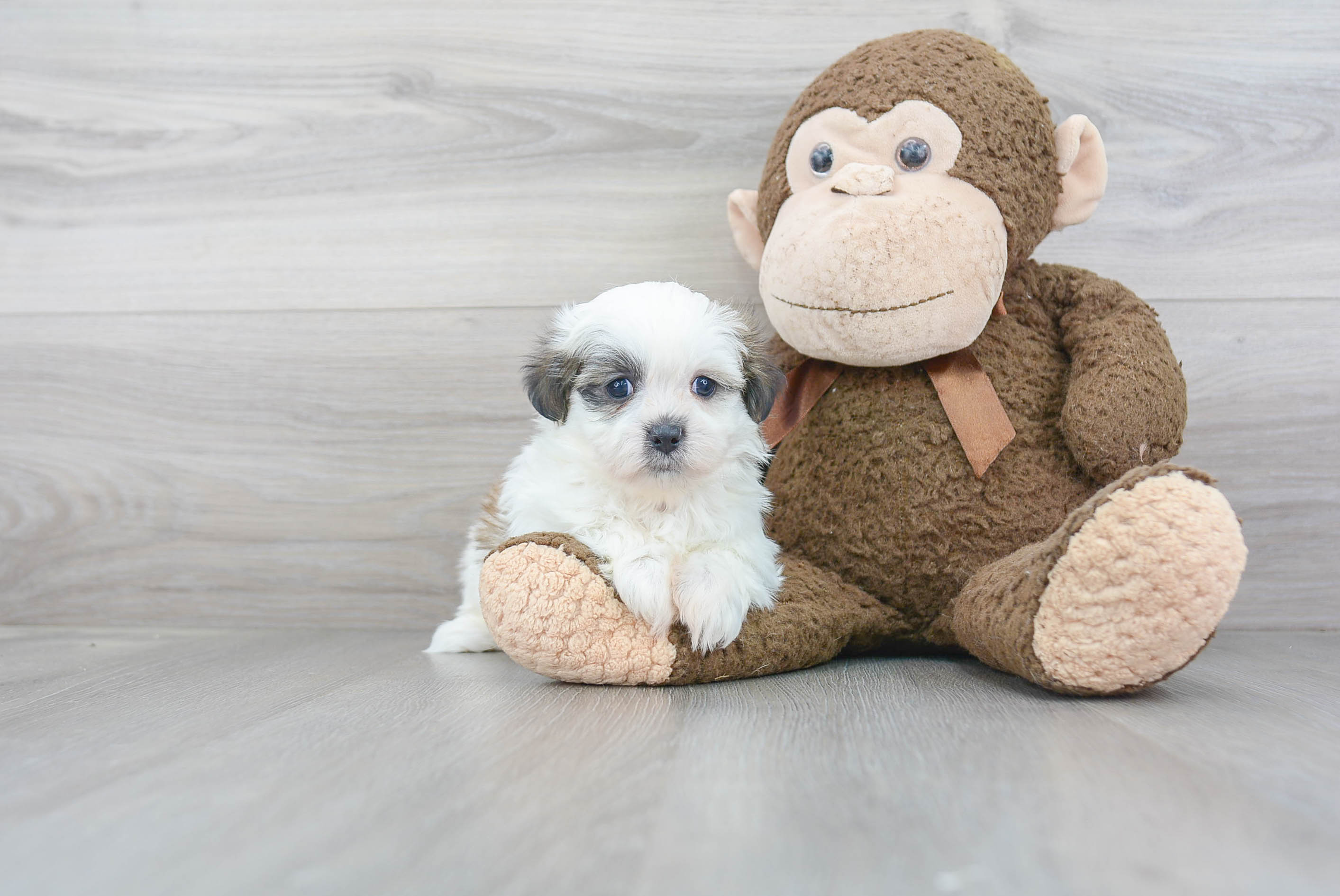 Playful Shit Designer Puppy