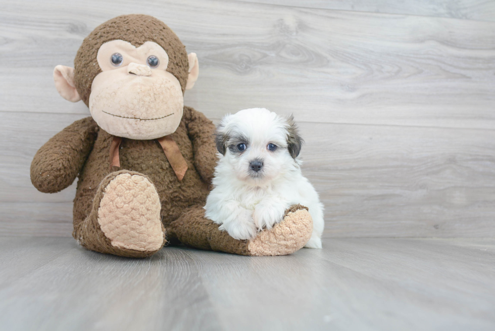 Teddy Bear Pup Being Cute