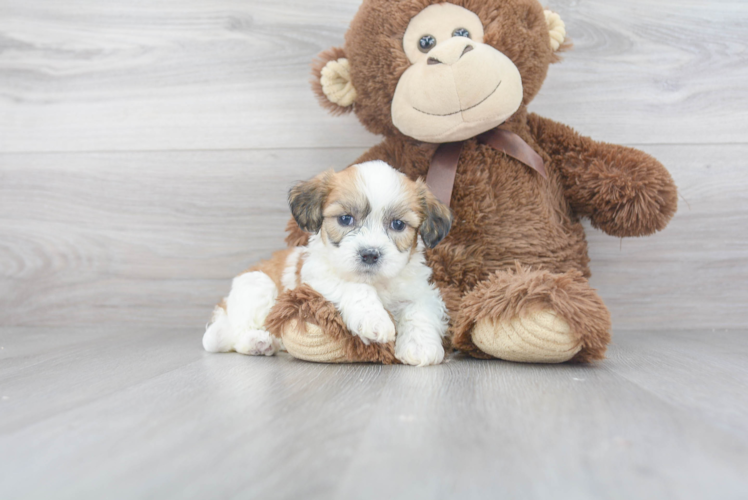 Adorable Shichon Designer Puppy