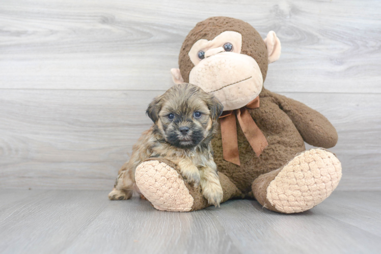 Teddy Bear Puppy for Adoption