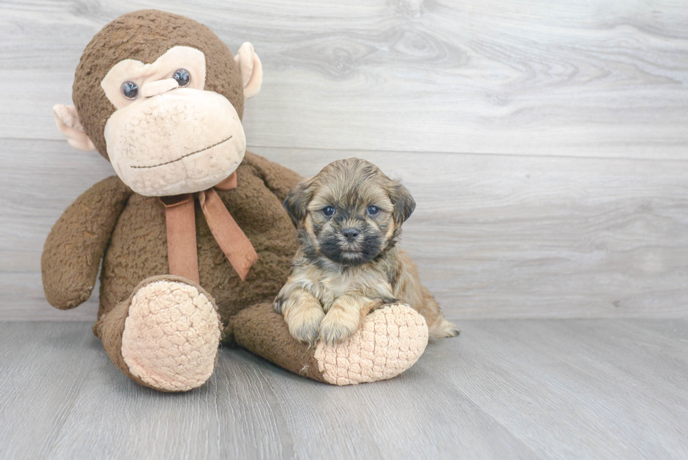 Fluffy Teddy Bear Designer Pup