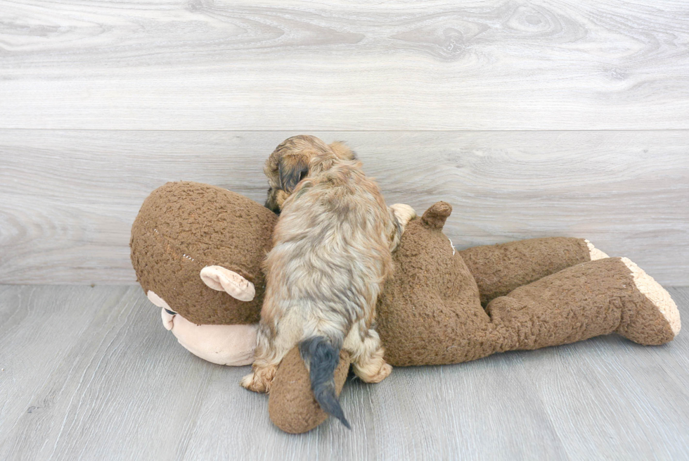 Smart Teddy Bear Designer Pup