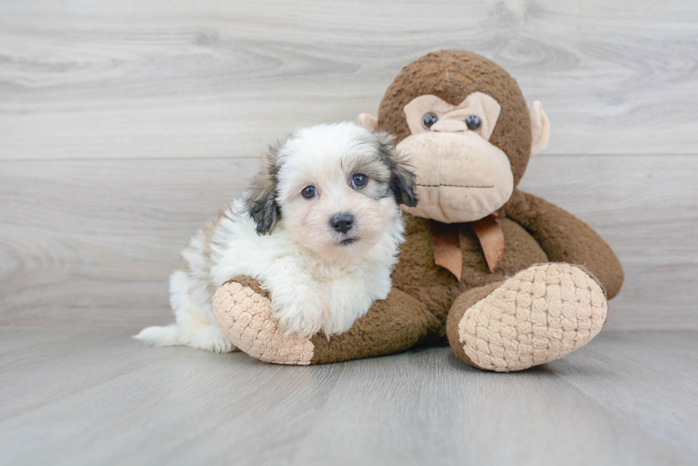 Popular Teddy Bear Designer Pup