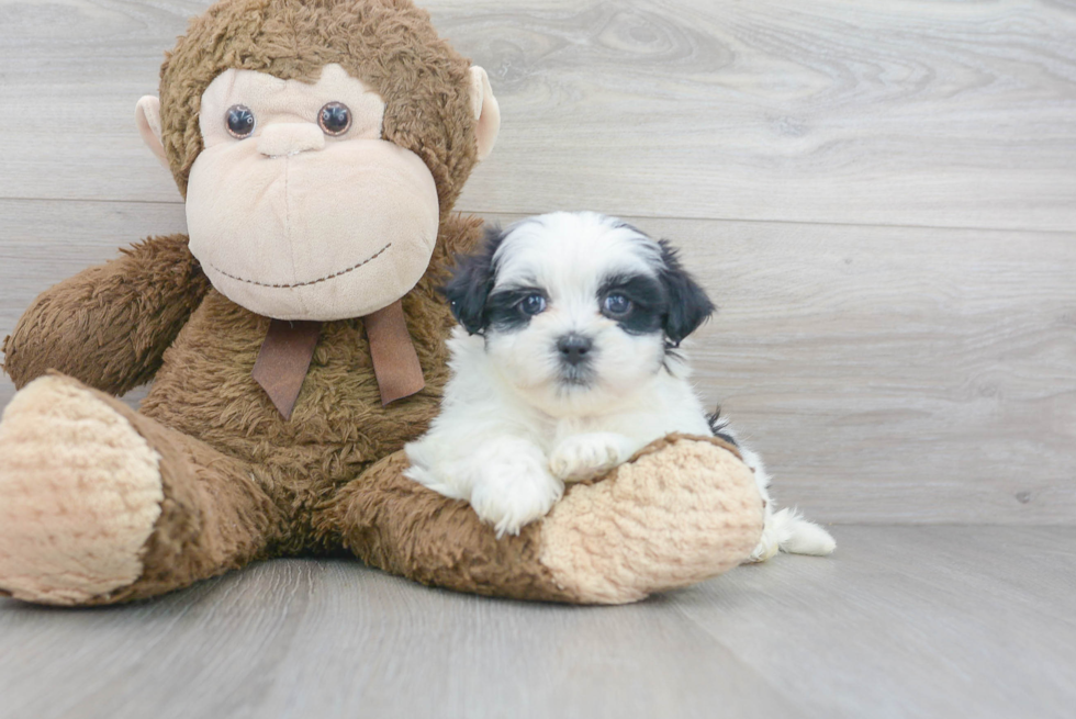 Cute Shi Chon Designer Puppy
