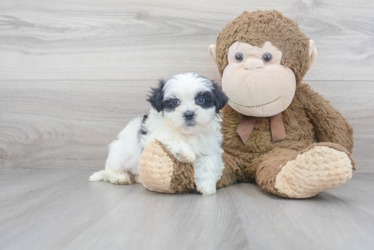 Teddy Bear Puppy for Adoption