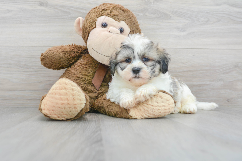 Popular Teddy Bear Designer Pup