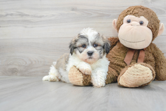 Happy Teddy Bear Baby