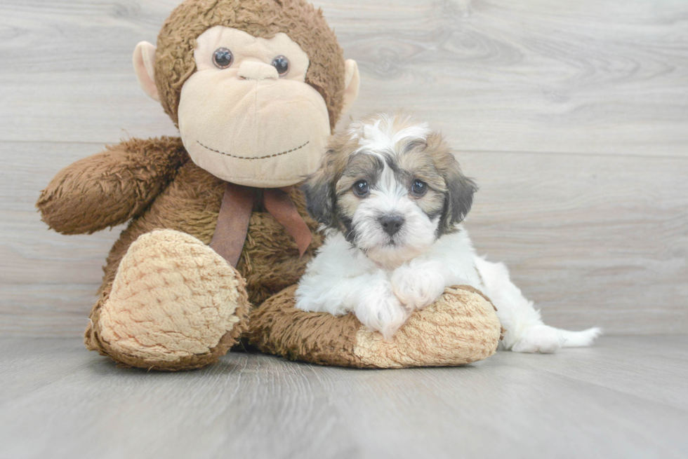 Teddy Bear Pup Being Cute