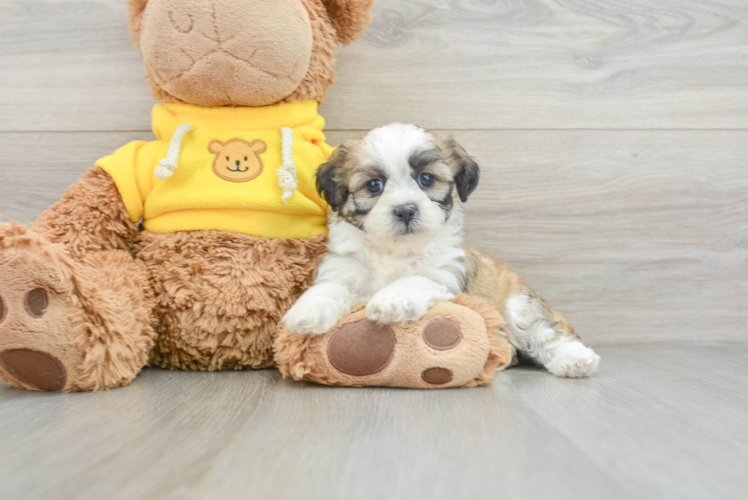 Smart Teddy Bear Designer Pup