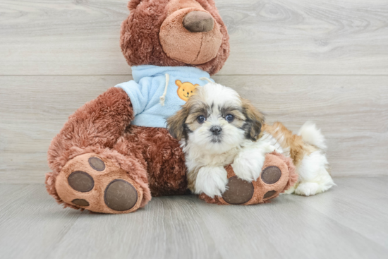 Cute Teddy Bear Baby