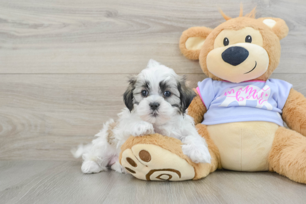 Funny Teddy Bear Designer Pup