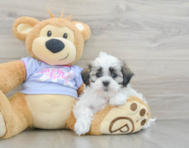 9 week old Teddy Bear Puppy For Sale - Premier Pups