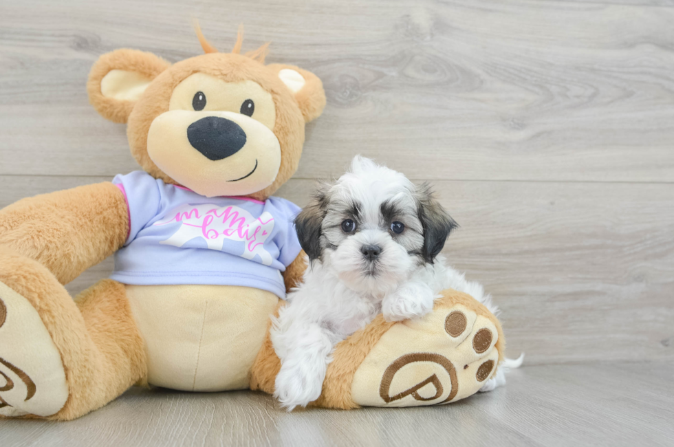 6 week old Teddy Bear Puppy For Sale - Premier Pups