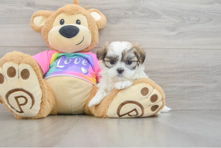 Teddy Bear Puppy for Adoption