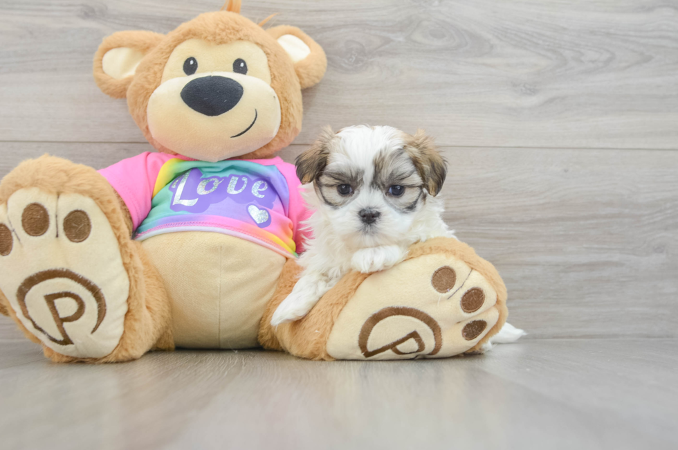 6 week old Teddy Bear Puppy For Sale - Premier Pups