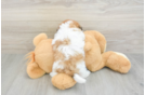 Cute Teddy Bear Baby