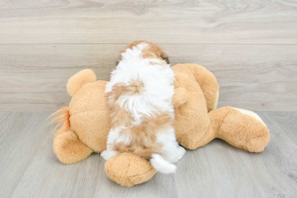 Cute Teddy Bear Baby