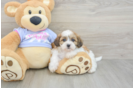 Teddy Bear Pup Being Cute
