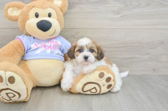Teddy Bear Pup Being Cute
