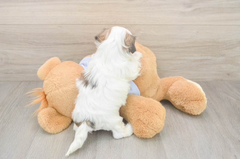 Meet Melissa - our Teddy Bear Puppy Photo  3/3 - Premier Pups Happy Teddy Bear Baby