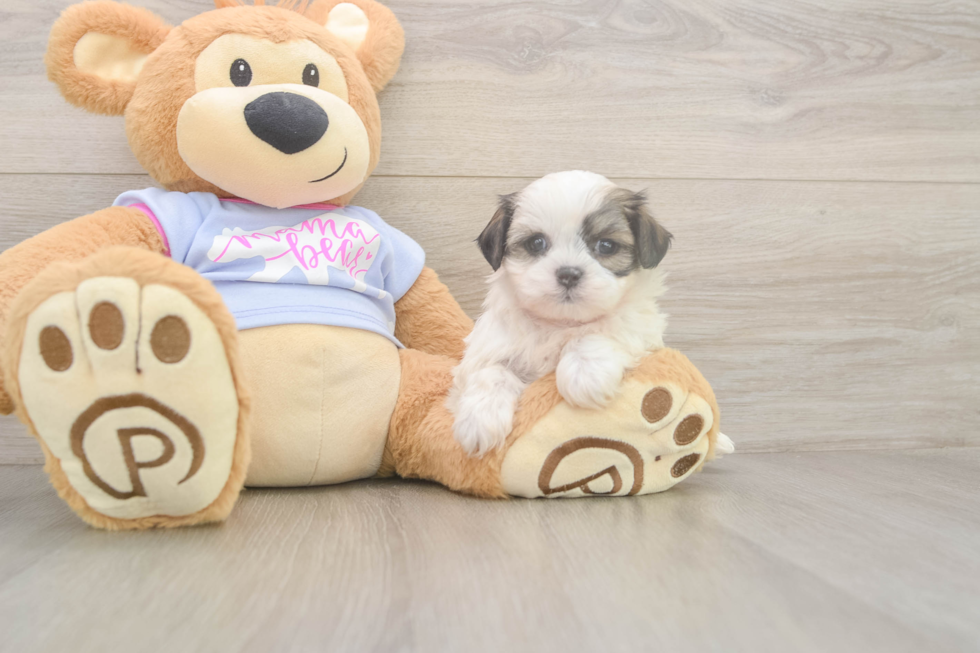 Meet Melissa - our Teddy Bear Puppy Photo  2/3 - Premier Pups Playful Shitzu Designer Puppy