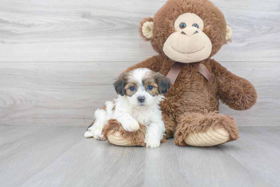 Popular Teddy Bear Designer Pup