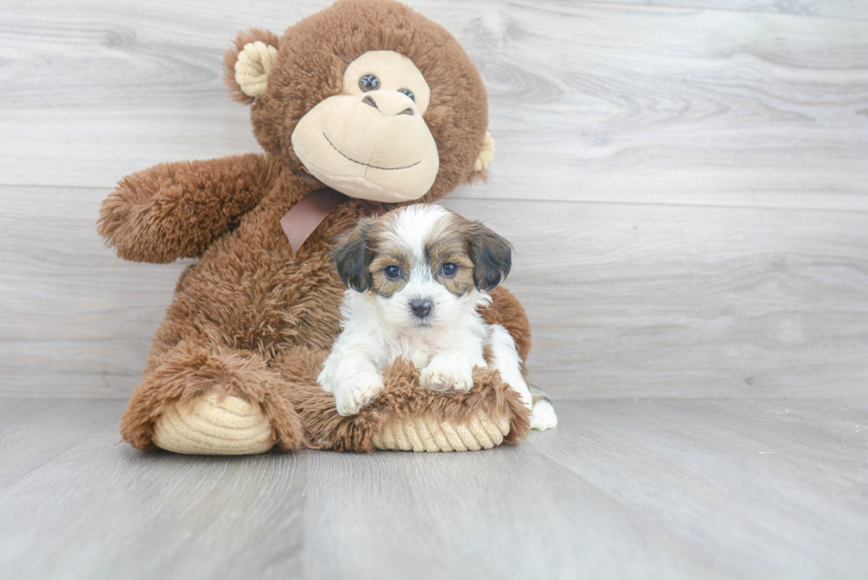 Teddy Bear Pup Being Cute