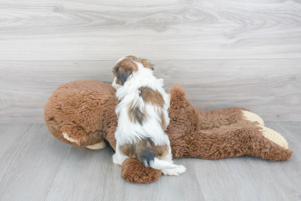 Teddy Bear Pup Being Cute