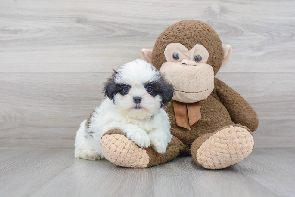 Teddy Bear Pup Being Cute