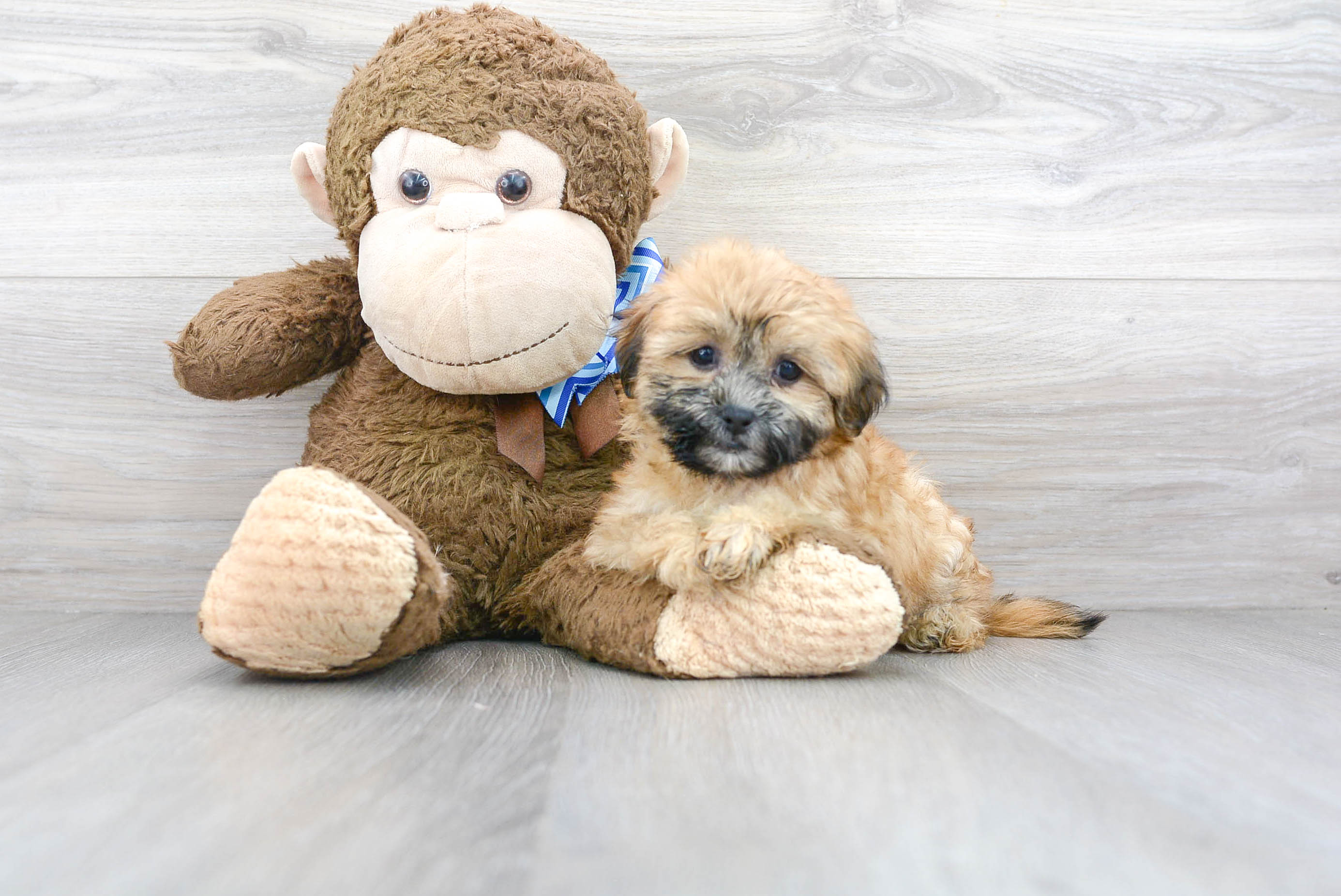 Best Teddy Bear Baby