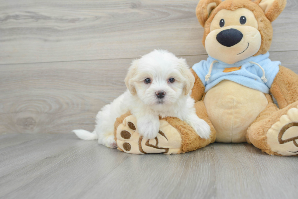 Funny Teddy Bear Designer Pup