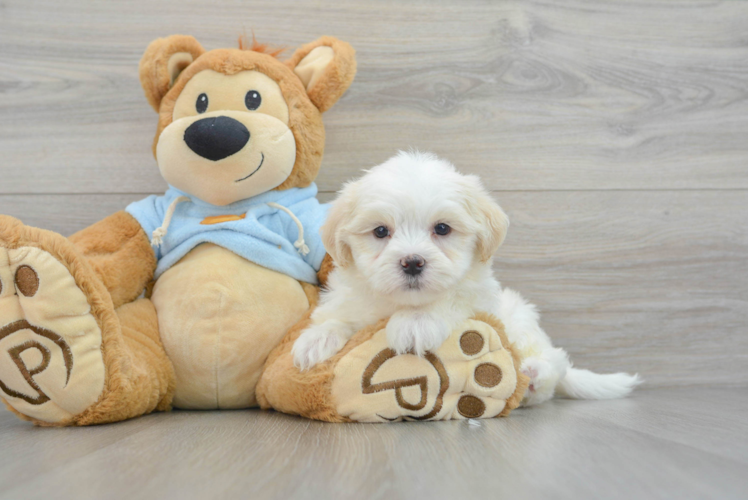 Best Teddy Bear Baby