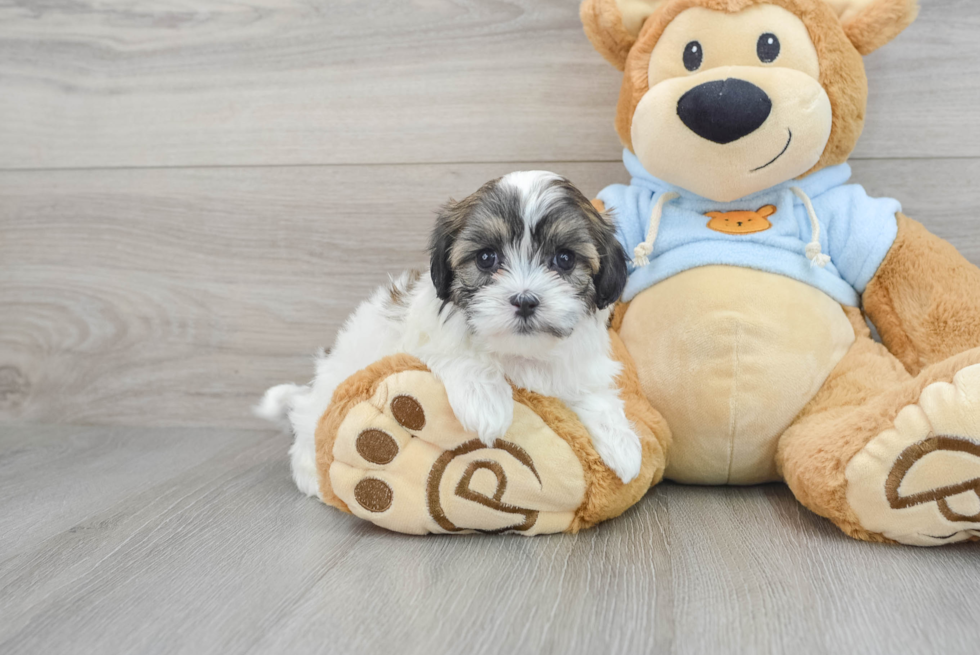 Best Teddy Bear Baby