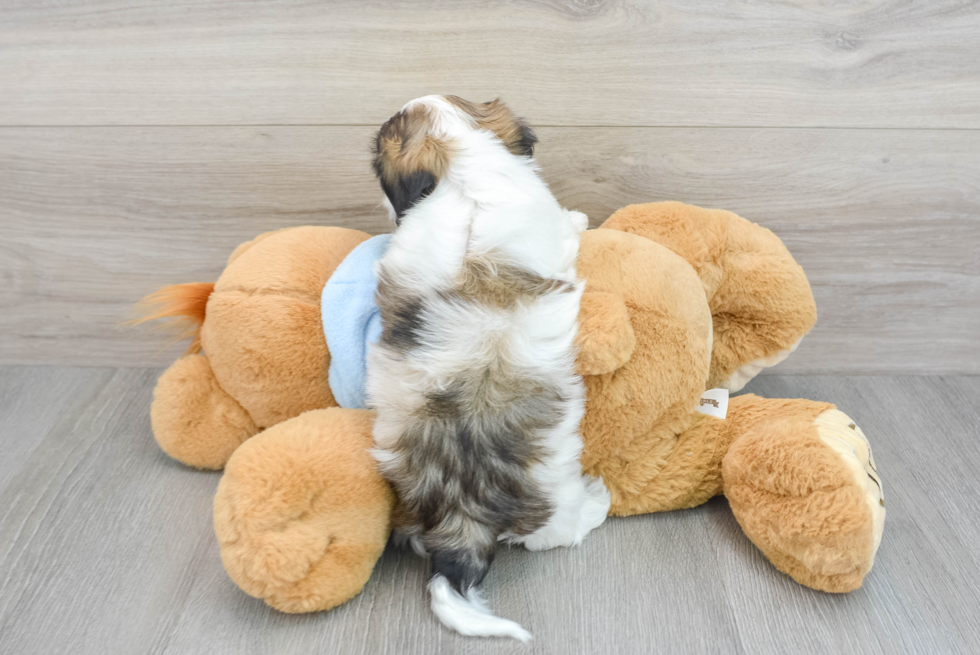 Small Teddy Bear Baby