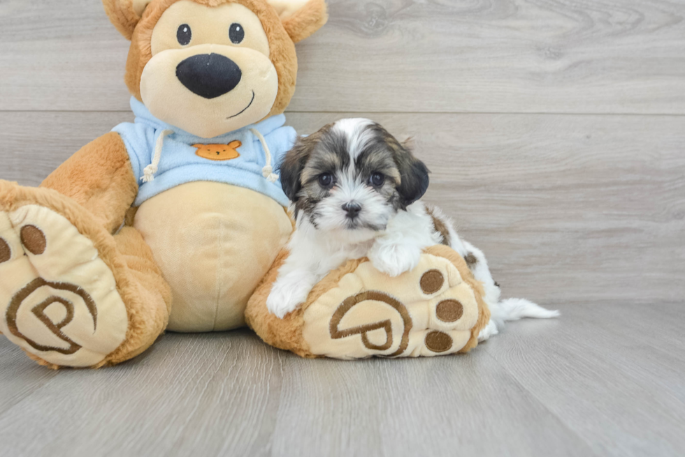 Petite Teddy Bear Designer Pup