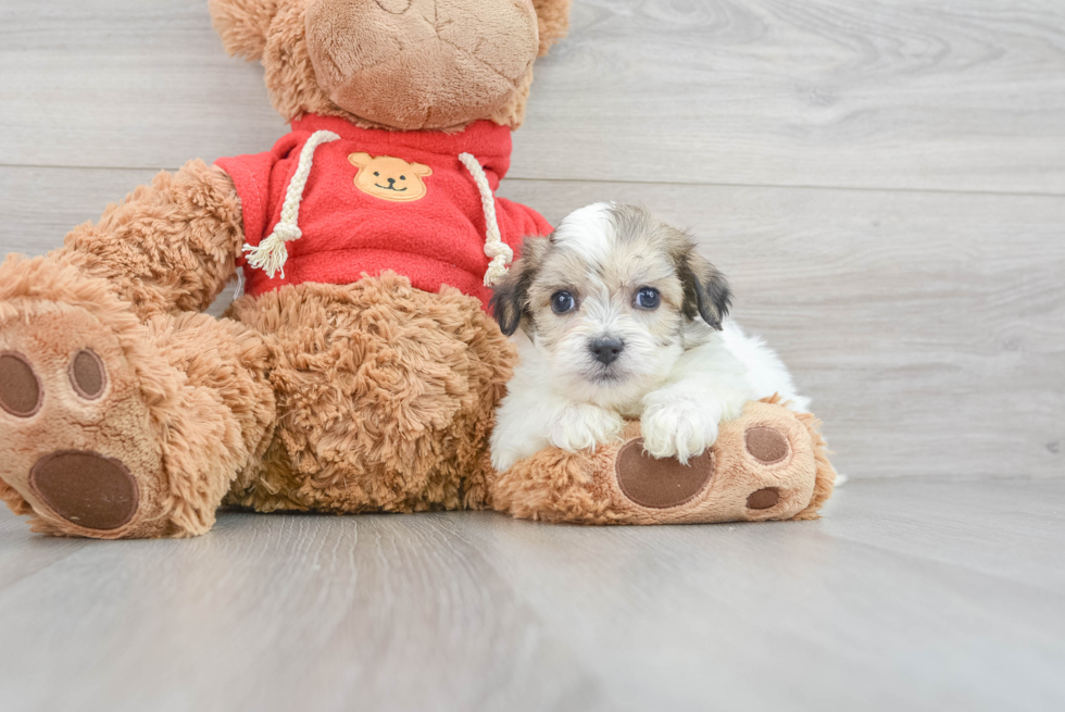 Teddy Bear Pup Being Cute