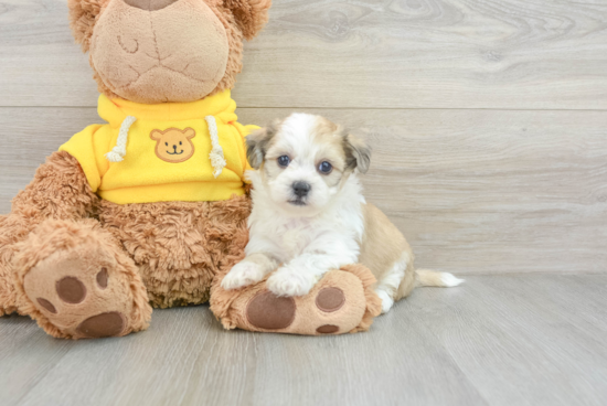 Smart Teddy Bear Designer Pup