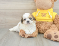 7 week old Teddy Bear Puppy For Sale - Premier Pups