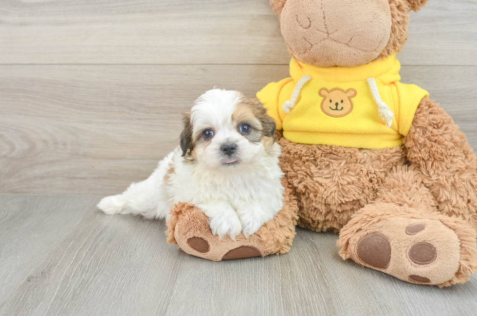 5 week old Teddy Bear Puppy For Sale - Premier Pups