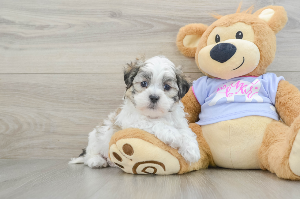 6 week old Teddy Bear Puppy For Sale - Premier Pups