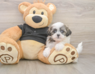 7 week old Teddy Bear Puppy For Sale - Premier Pups