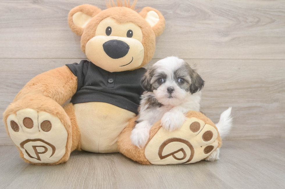 5 week old Teddy Bear Puppy For Sale - Premier Pups