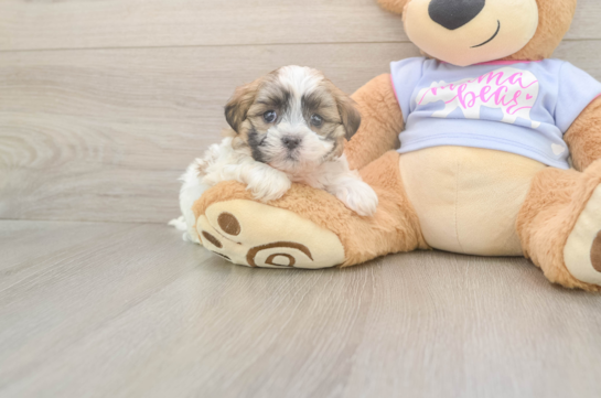 5 week old Teddy Bear Puppy For Sale - Premier Pups Best Teddy Bear Baby