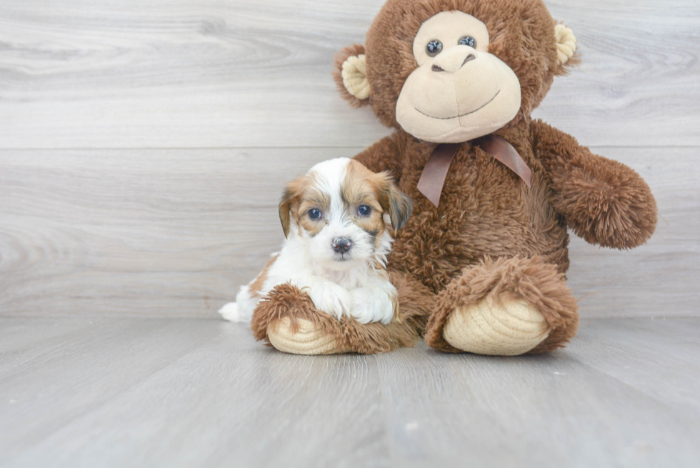 Teddy Bear Pup Being Cute