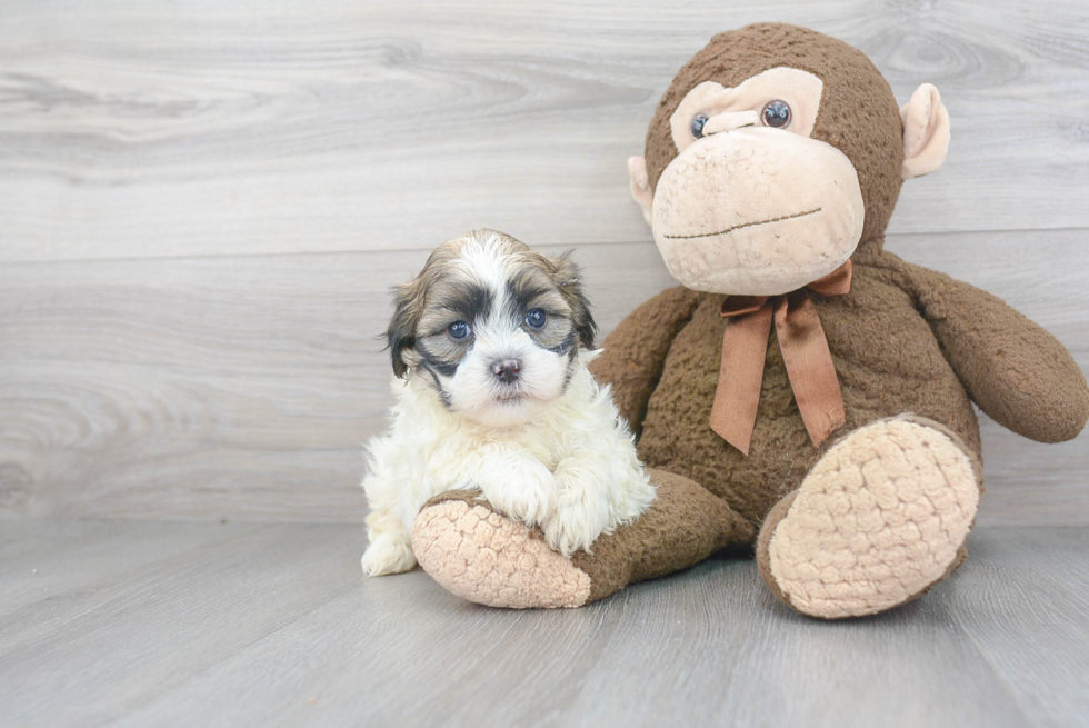 Smart Teddy Bear Designer Pup